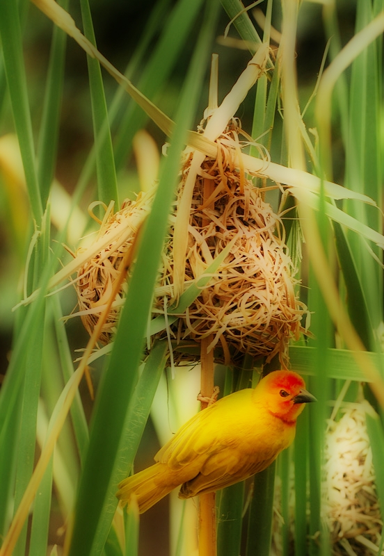 http://www.ohse.de/uwe/misc/2006/Webervogel-2_2-neu.jpg